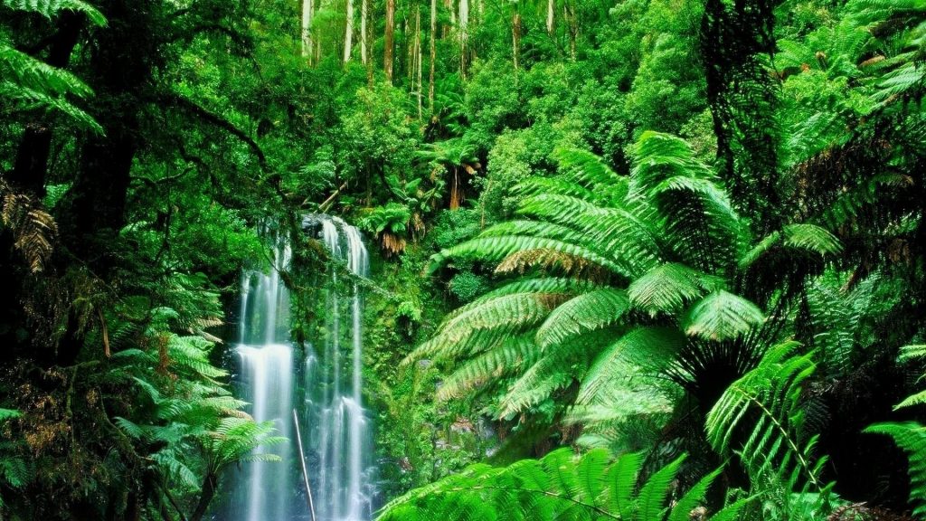 amazon-rainforest-10