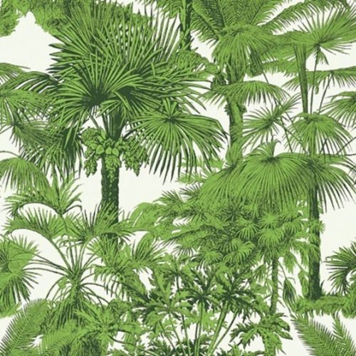 palm botanical
